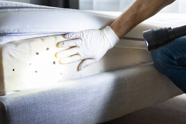 Trusted Bryson City, NC Pest Control Experts